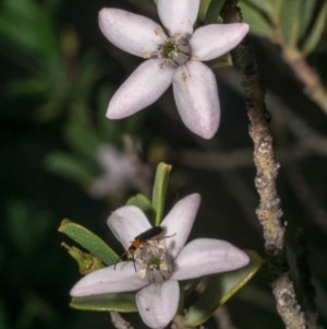 Philotheca myoporoides subsp. brevipedunculata at Tralee, NSW - suppressed