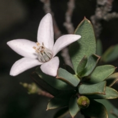 Philotheca myoporoides subsp. brevipedunculata at Tralee, NSW - suppressed