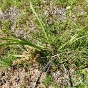 Lomandra multiflora at Yass River, NSW - 15 Oct 2020