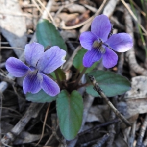 Viola betonicifolia at Cotter River, ACT - 15 Oct 2020 01:50 PM