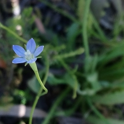 Wahlenbergia stricta subsp. stricta (Tall Bluebell) at Kambah, ACT - 11 Oct 2020 by RosemaryRoth