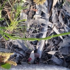 Wahlenbergia stricta subsp. stricta at Kambah, ACT - 11 Oct 2020