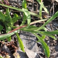 Wahlenbergia stricta subsp. stricta at Kambah, ACT - 11 Oct 2020