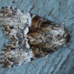 Alophosoma emmelopis (Bicoloured Crest) at Lilli Pilli, NSW - 7 Oct 2020 by jbromilow50