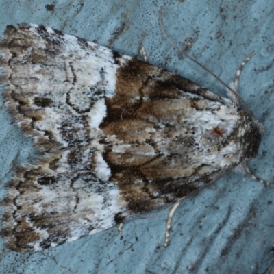 Alophosoma emmelopis (Bicoloured Crest) at Lilli Pilli, NSW - 7 Oct 2020 by jbromilow50