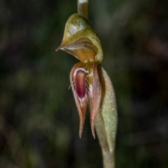 Oligochaetochilus aciculiformis (Needle-point rustyhood) at Theodore, ACT - 15 Oct 2020 by dan.clark