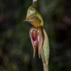 Oligochaetochilus aciculiformis at Theodore, ACT - suppressed