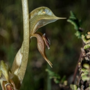 Oligochaetochilus aciculiformis at Theodore, ACT - 15 Oct 2020