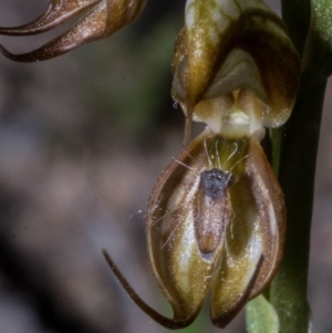 Oligochaetochilus hamatus at Royalla, NSW - suppressed