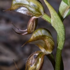 Oligochaetochilus hamatus at Royalla, NSW - suppressed