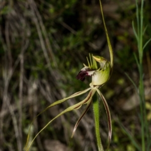 Caladenia atrovespa at Royalla, NSW - 15 Oct 2020