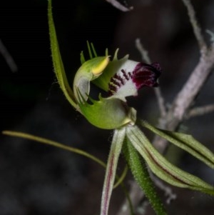 Caladenia atrovespa at Royalla, NSW - 15 Oct 2020