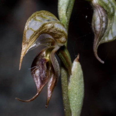 Oligochaetochilus hamatus (Southern Hooked Rustyhood) at Chisholm, ACT - 15 Oct 2020 by dan.clark