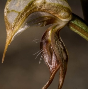 Oligochaetochilus hamatus at Chisholm, ACT - suppressed