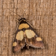 Deuterarcha xanthomela (A Crambid moth (Spilomelinae)) at Melba, ACT - 12 Oct 2020 by kasiaaus