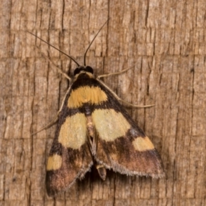 Deuterarcha xanthomela at Melba, ACT - 12 Oct 2020