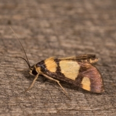 Deuterarcha xanthomela at Melba, ACT - 12 Oct 2020 08:24 PM