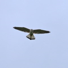 Falco cenchroides at Gordon, ACT - 14 Oct 2020