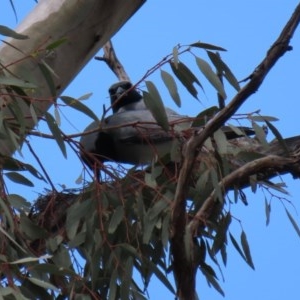 Coracina novaehollandiae at Tennent, ACT - 14 Oct 2020