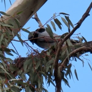 Coracina novaehollandiae at Tennent, ACT - 14 Oct 2020