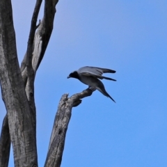 Coracina novaehollandiae at Tennent, ACT - 14 Oct 2020