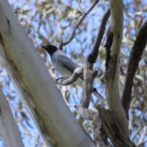 Coracina novaehollandiae at Tennent, ACT - 14 Oct 2020