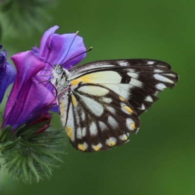 Belenois java (Caper White) at Paddys River, ACT - 14 Oct 2020 by RodDeb