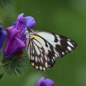 Belenois java at Paddys River, ACT - 14 Oct 2020