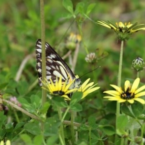 Belenois java at Paddys River, ACT - 14 Oct 2020 01:29 PM