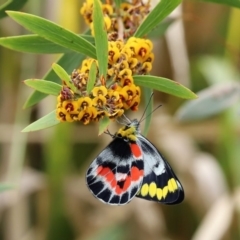 Delias harpalyce (Imperial Jezebel) at Paddys River, ACT - 14 Oct 2020 by RodDeb