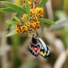 Delias harpalyce at Paddys River, ACT - 14 Oct 2020