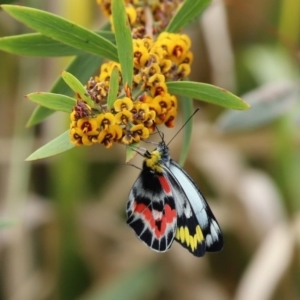 Delias harpalyce at Paddys River, ACT - 14 Oct 2020