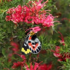 Delias harpalyce at Paddys River, ACT - 14 Oct 2020