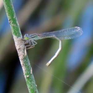 Ischnura aurora at Paddys River, ACT - 14 Oct 2020