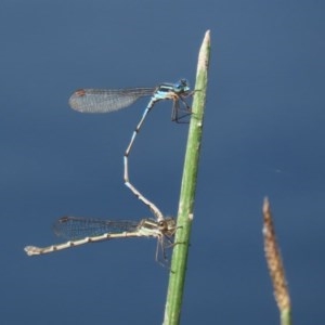 Austrolestes leda at Paddys River, ACT - 14 Oct 2020