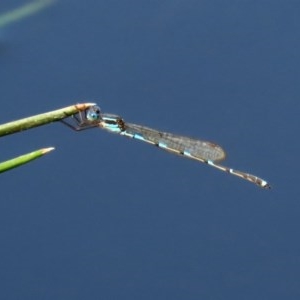 Austrolestes leda at Paddys River, ACT - 14 Oct 2020