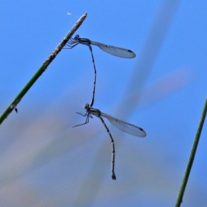 Austrolestes leda at Paddys River, ACT - 14 Oct 2020