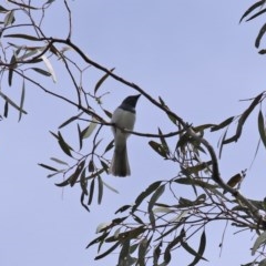 Myiagra rubecula at Tennent, ACT - 14 Oct 2020