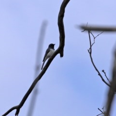 Myiagra rubecula at Tennent, ACT - 14 Oct 2020