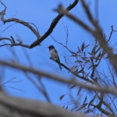 Myiagra rubecula at Tennent, ACT - 14 Oct 2020