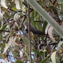 Dicaeum hirundinaceum (Mistletoebird) at Tennent, ACT - 14 Oct 2020 by RodDeb