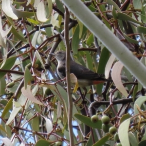 Dicaeum hirundinaceum at Tennent, ACT - 14 Oct 2020