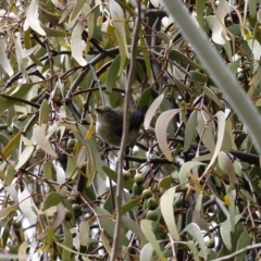 Dicaeum hirundinaceum at Tennent, ACT - 14 Oct 2020