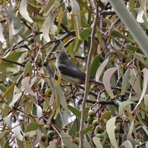 Dicaeum hirundinaceum at Tennent, ACT - 14 Oct 2020