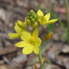 Bulbine bulbosa (Golden Lily) at Paddys River, ACT - 14 Oct 2020 by RodDeb