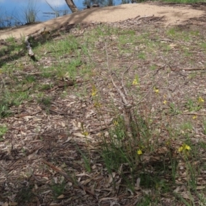 Bulbine bulbosa at Paddys River, ACT - 14 Oct 2020 02:31 PM