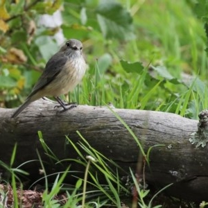 Pachycephala rufiventris at Tennent, ACT - 14 Oct 2020