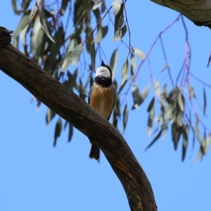 Pachycephala rufiventris at Tennent, ACT - 14 Oct 2020