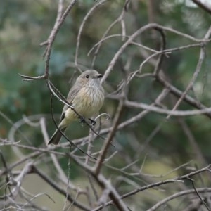 Pachycephala rufiventris at Tennent, ACT - 14 Oct 2020