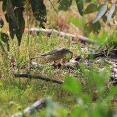 Pachycephala rufiventris at Tennent, ACT - 14 Oct 2020